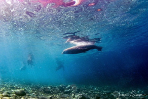 Sea Lion With Bubbles/Photographed with a Tokina 10-17 mm... by Laurie Slawson 